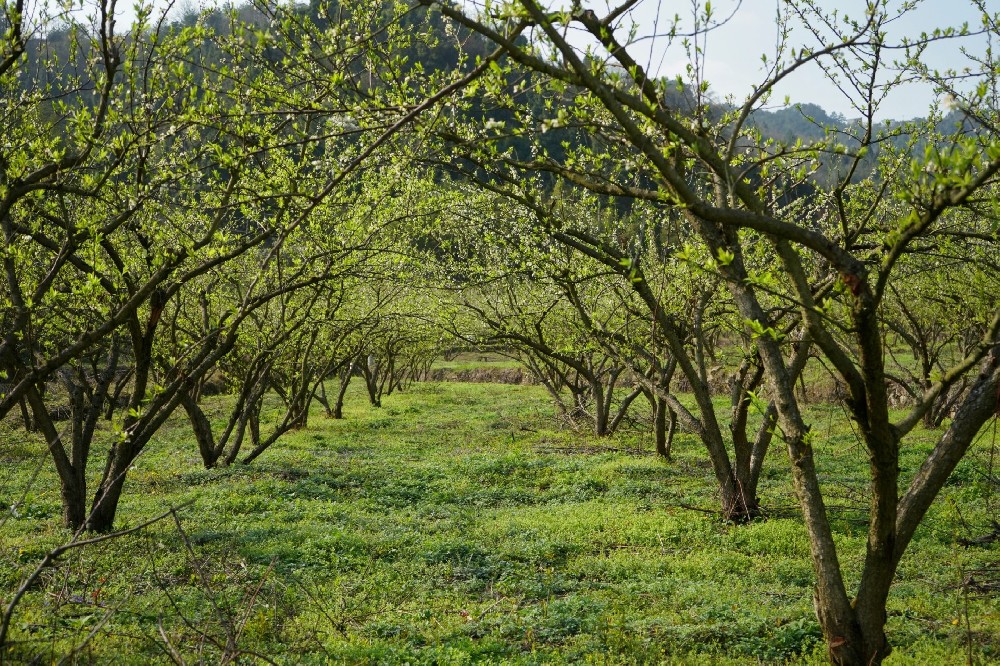 果樹施有機肥的正確方法